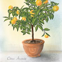 Mein Orangenbäumchen. Umsetzung mit Procreate und iPad.. Een project van Schilderij,  Tekening, Digitale illustratie, Digitale tekening y  Digitaal schilderij van brigitte_41 - 13.01.2024