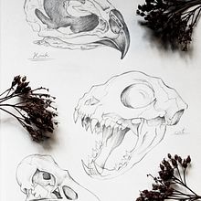 Skulls study . Projekt z dziedziny  R, sunek, Trad, c i jna ilustracja użytkownika sara sarang - 14.01.2024
