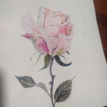 Mi proyecto del curso: Ilustración botánica con acuarela . Ilustrasi tradisional, Seni Rupa, Lukisan, Menggambar, Lukisan Cat Air & Ilustrasi Botani proyek oleh Regina Raim - 01.15.2024