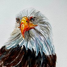 Weißkopfseeadler. Un progetto di Belle arti e Pittura ad acquerello di daniela_roeckl - 17.01.2024