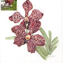 Plantas Ein Projekt aus dem Bereich Traditionelle Illustration von Giana Tenius - 18.01.2024