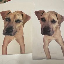 My project for course: Pet Portraits in Colored Pencils. Projekt z dziedziny Trad, c, jna ilustracja, Ilustracja naturalist i czna użytkownika Naomi Kotkins - 13.01.2024