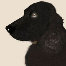 Puchito. Projekt z dziedziny  R, sunek, Ilustracja c, frowa, R, sunek c i frow użytkownika Noelia Leon - 18.01.2024