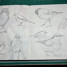 Bird sketches. Sketchbook project by Lisa Alm - 01.18.2024