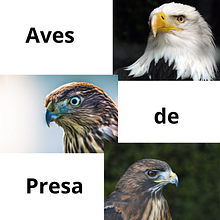 Mi proyecto del curso: Introducción a la IA con Python. Programming, Web Development, and Artificial Intelligence project by Dario Gomez - 01.20.2024