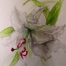 Watecolor and pencil, Flowers. Pintura projeto de Anna Sokół - 20.01.2024