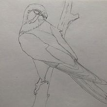 Mein Abschlussprojekt für den Kurs: Naturalistische Aquarellillustration von Vögeln. Een project van Traditionele illustratie, Aquarelschilderen, Realistische tekening y Naturalistische illustratie van nahrstedt - 21.01.2024