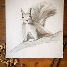 Mein Abschlussprojekt für den Kurs: Realistische Tierporträts mit Bleistift. Traditional illustration, Pencil Drawing, Drawing, and Naturalistic Illustration project by Stefanie Hardick - 01.21.2024