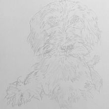 Mi proyecto del curso: Retratos de Mascotas en Lápices de Colores. Ilustração tradicional e Ilustração naturalista projeto de Pedro Campoverde - 22.01.2024