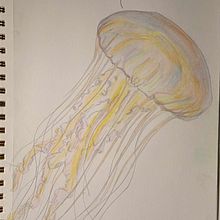 Jellyfish. Un progetto di Sketchbook e Illustrazione naturalistica di Nika-Kentauri Serendipitous - 22.01.2024