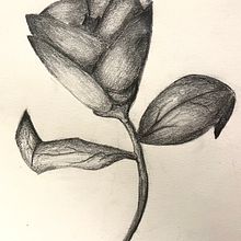 DA Flor a grafit Ein Projekt aus dem Bereich Traditionelle Illustration von Pau Forte - 23.01.2024