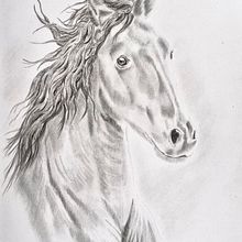 Mein Abschlussprojekt für den Kurs: Realistische Tierbilder in Graphitstift. Fine Arts, Pencil Drawing, Drawing, Realistic Drawing, and Naturalistic Illustration project by Hetty Meijs - 01.24.2024