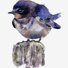 Watercolour barn swallow. Live Instagram feed at Sarahstokesartist on 28/01/24 16:00GMT. Watercolor Painting project by Sarah Stokes - 01.24.2024