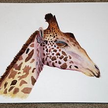 My project for course: Watercolor Illustration: Painting Realistic Wildlife. Fine Arts, Painting, Watercolor Painting, and Naturalistic Illustration project by jackie.francis - 01.25.2024
