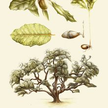 VALENCIAN BOTANICAM. Design, Traditional illustration, Editorial Design, Fine Arts, Painting, Infographics, Creativit, Pencil Drawing, Drawing, Watercolor Painting, Realistic Drawing, Artistic Drawing, Botanical Illustration, Digital Drawing, Figure Drawing, Ink Illustration, Editorial Illustration, Naturalistic Illustration, Floral, and Plant Design project by Adán Aryas - 01.27.2024