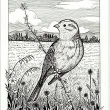 Il mio progetto del corso: Illustrazione con inchiostro e pennino: rappresenta la natura Ein Projekt aus dem Bereich Skizzenentwurf, Zeichnung, Artistische Zeichnung, Sketchbook, Illustration mit Tinte und Naturalistische Illustration von Anna Lussignoli - 27.01.2024