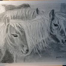 Mi proyecto del curso: Ilustración de animales con carboncillo y tinta. Un proyecto de Bellas Artes, Dibujo, Ilustración con tinta e Ilustración naturalista				 de Eugenia Rodríguez Moreiras - 27.01.2024