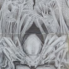 Aragog. Traditional illustration project by Martina Scolieri - 01.29.2024