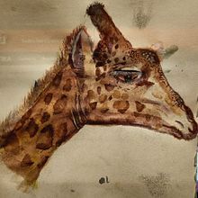 Mi proyecto del curso: Ilustración realista en acuarela de la vida salvaje . Projekt z dziedziny  Sztuki piękne,  Malarstwo, Malowanie akwarelą, Ilustracja naturalist i czna użytkownika Kkota Ulloa - 30.01.2024