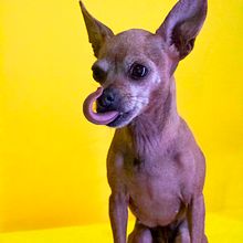 Mi proyecto del curso: Introducción a la fotografía de perros. Photograph, Portrait Photograph, Studio Photograph, Documentar, Photograph, Lifest, le Photograph & Interior Photograph project by alexeyarias - 01.30.2024