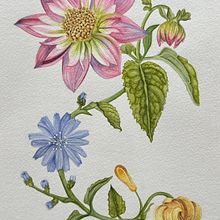Mi proyecto del curso: Acuarela realista para composiciones botánicas. Een project van Traditionele illustratie, Schilderij,  Tekening, Aquarelschilderen y  Botanische illustratie van rossanna_santoro - 30.01.2024