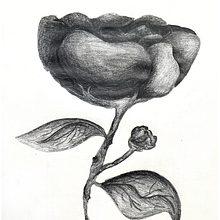 DA Flor 2 a grafit Ein Projekt aus dem Bereich Traditionelle Illustration von Pau Forte - 31.01.2024