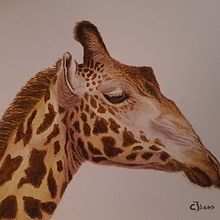 My project for course: Watercolor Illustration: Painting Realistic Wildlife. Projekt z dziedziny  Sztuki piękne,  Malarstwo, Malowanie akwarelą, Ilustracja naturalist i czna użytkownika carolelees1 - 31.01.2024
