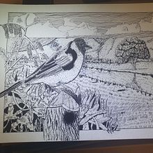 Meu projeto do curso: Ilustração com tinta e bico de pena: registre o mundo natural. Projekt z dziedziny Sketching,  R, sunek,  R, sunek art, st, czn, Sketchbook,  R, sunek atramentem, Ilustracja naturalist i czna użytkownika Juan Maciel - 29.01.2024
