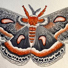 Hyalophora Ceropia. Projekt z dziedziny Malowanie akwarelą użytkownika Nicole Hethington - 17.06.2020