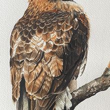 Red-tailed Hawk (Buteo jamaicensis). Projekt z dziedziny Malowanie akwarelą użytkownika Nicole Hethington - 16.01.2024