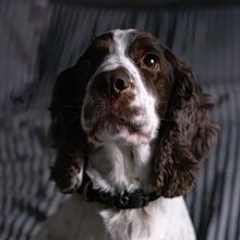 My project for course: Lifestyle Dog Photography . Fotografi, Fotografi Potret, Fotografi Instagram, Fotografi Dokumenter, Fotografi Ga, Dan a Hidup proyek oleh Tais Fukushima - 02.01.2024