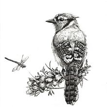 My project for course: Naturalist Illustration with Ballpoint Pen  Ein Projekt aus dem Bereich Traditionelle Illustration, Zeichnung, Realistische Zeichnung und Naturalistische Illustration von Sylvia Strauss - 03.02.2024