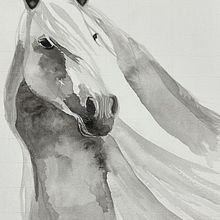 My projects for course: Expressive Animal Portraits in Watercolor. Un proyecto de Ilustración tradicional, Pintura a la acuarela, Dibujo realista e Ilustración naturalista				 de Phyllis Hewlett - 05.02.2024