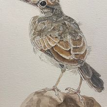 My project for course: Watercolor Illustration: Painting Realistic Wildlife. Projekt z dziedziny  Sztuki piękne,  Malarstwo, Malowanie akwarelą, Ilustracja naturalist i czna użytkownika יאנה חיימוביץ - 05.02.2024