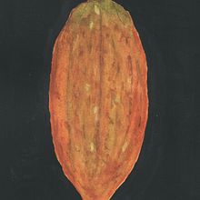 My project for course: Botanical Watercolor: Illustrating Art and Science. Traditional illustration, Fine Arts, Painting, Drawing, Watercolor Painting, and Botanical Illustration project by Juan Larrauri Scott - 02.04.2024