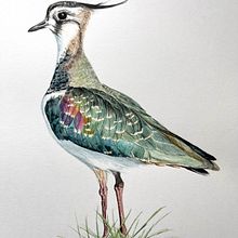 Mein Abschlussprojekt für den Kurs: Naturalistische Aquarellillustration von Vögeln. Un proyecto de Ilustración tradicional, Pintura a la acuarela, Dibujo realista e Ilustración naturalista				 de Andrea Wagner - 06.02.2024