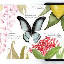 Mon projet du cours : Carnet naturaliste à l'aquarelle. Projekt z dziedziny Trad, c, jna ilustracja, Malowanie akwarelą, R, sunek botaniczn, Sketchbook, Ilustracja naturalist i czna użytkownika Claire Poyet - 08.02.2024
