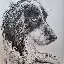 Final project ('Animal Illustration with Charcoal and Ink'). Un proyecto de Bellas Artes, Dibujo, Ilustración naturalista				 e Ilustración con tinta de Helen Gräwert - 09.02.2024