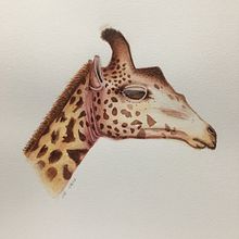 My project for course: Watercolor Illustration: Painting Realistic Wildlife. Fine Arts, Painting, Watercolor Painting, and Naturalistic Illustration project by ecaepb2u - 02.09.2024