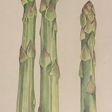 Coloured pencil drawing . Traditional illustration, Pencil Drawing, and Color Theor project by Claire - 02.11.2024