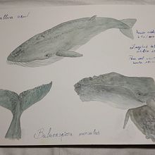 Mi proyecto del curso: Técnicas de ilustración naturalista: ballenas en acuarela . Seni Rupa, Lukisan, Lukisan Cat Air & Ilustrasi Naturalistik proyek oleh Mimi Fdez J - 02.09.2024