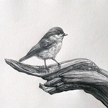 Cincia bigia su ramo - Disegno in grafite su carta. Artistic Drawing, Realistic Drawing, and Fine Arts project by Egidio Calabrese Violetta - 02.13.2024