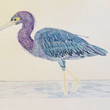 Mon projet du cours : Illustration naturaliste d'oiseaux à l'aquarelle . % henrionsandra tarafından hazırlanan Geleneksel illüstras, on, Sulubo, a Resim, Gerçekçi Çizim, Doğalcı İllüstras, Ve on projesi - 02.10.2024