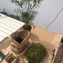 Mi proyecto del curso: Kokedamas: crea macetas naturales de musgo. Arts, Crafts, Interior Design, L, scape Architecture, Decoration, DIY, Floral, and Plant Design project by inesrr_4 - 02.14.2024