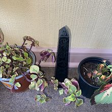 Mi proyecto del curso: Estilismo y decoración del hogar con plantas. Projekt z dziedziny Projektowanie interakt, wne,  Dekoracja wnętrz, Dekoracja wnętrz, DIY, Kompoz, cje kwiatowe i botaniczne i Projektowanie przestrzeni użytkownika Antonia Belen Orellana Quezada - 14.02.2024
