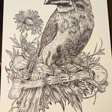 Mi proyecto del curso: Ilustración naturalista con bolígrafo . Ilustrație tradițională, Desen, Desen realist & Ilustrație naturalistă de Patricio Yauri - 02.15.2024