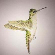 Proyecto del Curso: Ilustración Naturalista de Aves con Acuarela de Antonia Reyes Montealegre.Colibrí Garganta Roja Hembra.. Un progetto di Pittura, Disegno a matita, Disegno realistico, Illustrazione tradizionale, Illustrazione naturalistica e Pittura ad acquerello di Rosa Yanira Mella Espinoza - 13.02.2024