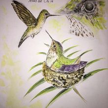 Proyecto del curso: Ilustración Naturalista de Aves con Acuarela: Picaflor Chico en Acuarela. Aves de Chile.. Un progetto di Illustrazione naturalistica, Pittura ad acquerello e Pittura di Rosa Yanira Mella Espinoza - 14.02.2024
