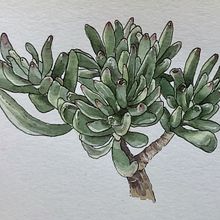 Mon projet du cours : Carnet de croquis botanique : une approche méditative. Un proyecto de Ilustración tradicional, Bocetado, Dibujo, Pintura a la acuarela, Ilustración botánica y Sketchbook de mina_inverse - 18.02.2024