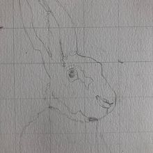 Mein Abschlussprojekt für den Kurs: Ausdrucksstarke Tierporträts in Aquarell Ein Projekt aus dem Bereich Traditionelle Illustration, Aquarellmalerei, Realistische Zeichnung und Naturalistische Illustration von sandramariadreyer - 18.02.2024